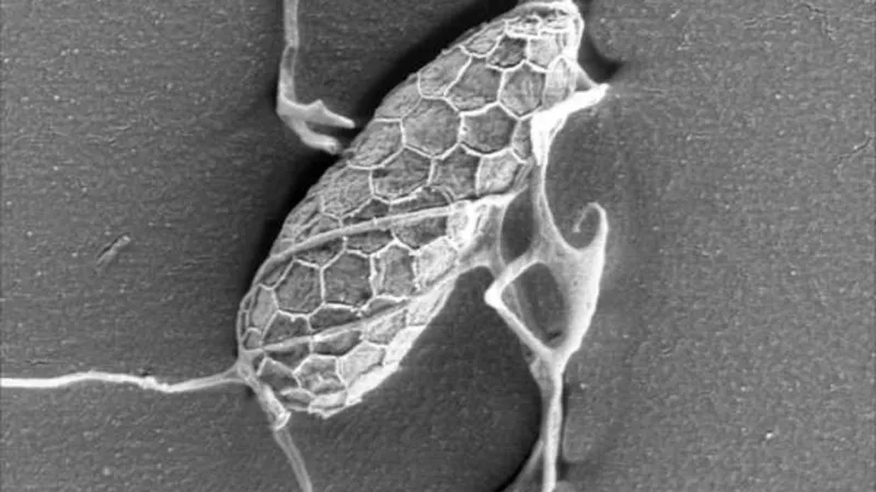 Labyrinthulomycete labyrinthula