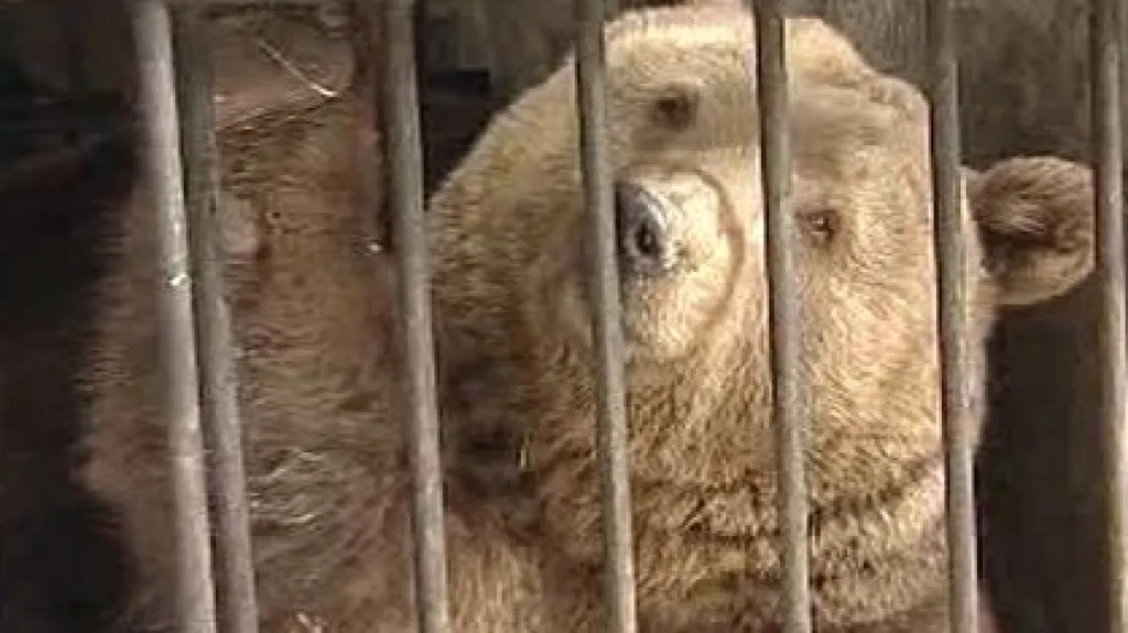 Medvěd ze zámku v Českém Krumlově