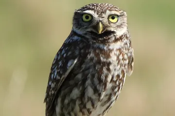 Sýček v České republice vymírá. Při snaze o záchranu pomůže Národní genetická banka 