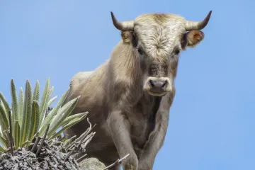 Vědci chtějí pomocí satelitu změřit, kolik metanu produkují krávy