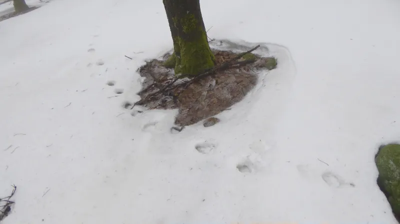 Stopy šelmy nalezené u Nového Boru v Lužických horách