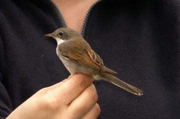 AVÍZO: Vítání ptačího zpěvu v Košticích