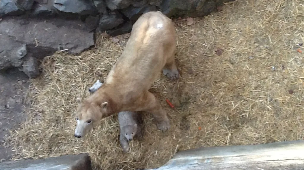 Obě medvíďata se držela maminky na každém kroku