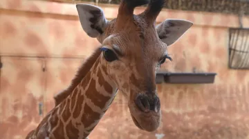 Mládě žirafy v Zoo Olomouc