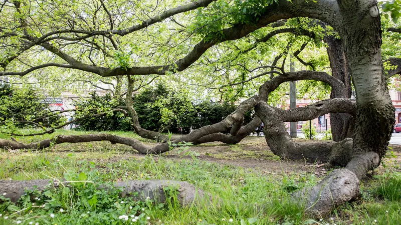 Břestovec západní ve Smetanových sadech v Ústí nad Labem. Stáří: 140 let, obvod: 302 cm. Památné břestovce zde byly vysazeny jako desetileté sazenice v roce 1886, kdy park vznikl. Rostou před budovou muzea, v níž původně sídlila dívčí obecná a měšťanská škola z roku 1876.