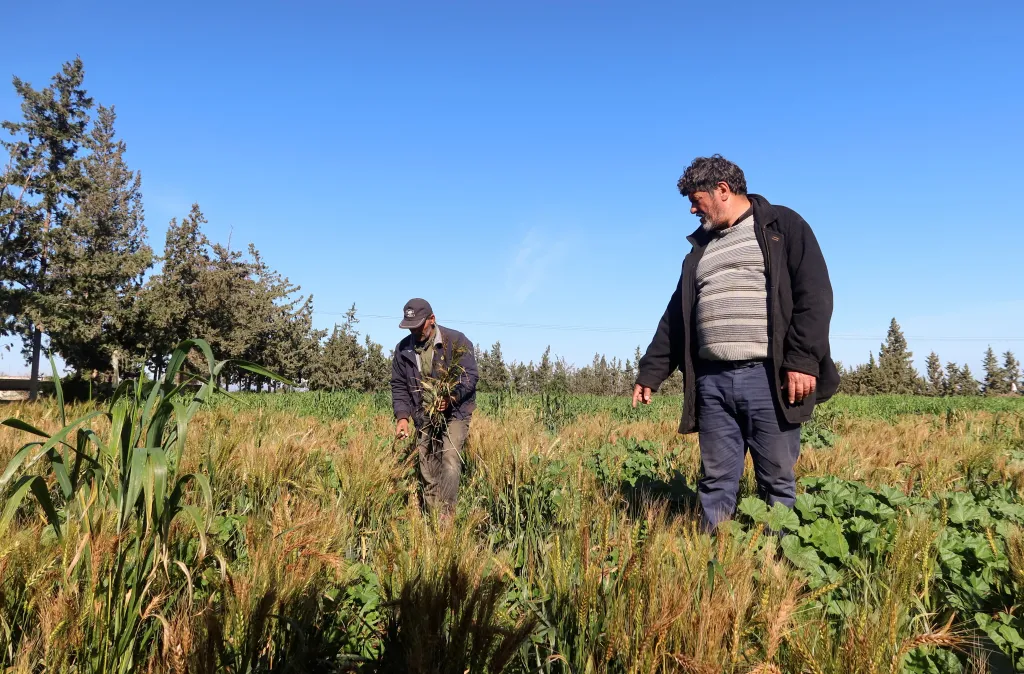 Chetoui doufá, že pokud se vyhne závislosti na jediné letní sklizni, bude schopen produkovat alespoň nějakou pšenici i ve špatných letech