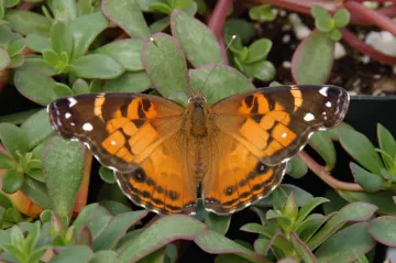 Výzkum odhalil, jak i malé množství insekticidů likviduje užitečný hmyz