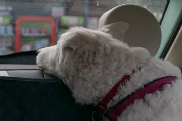 Stále více Čechů využívá služeb zvířecích krematorií, za rok jim přibylo práce až o čtvrtinu