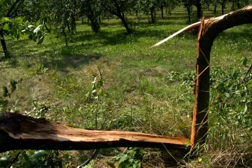 Stromy na Slovácku se lámou pod rekordní úrodou švestek. Sklizeň začala o tři týdny dřív
