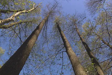 České lesy stárnou a klesá jejich odolnost. Škodí jim kůrovec i houby