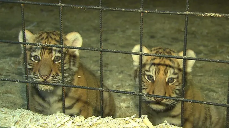 Mláďata sibiřského tygra
