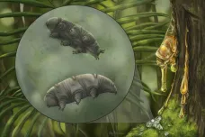 Vědci našli pravěkou želvušku v jantaru. Takový objev se povede jednou za generaci, radují se
