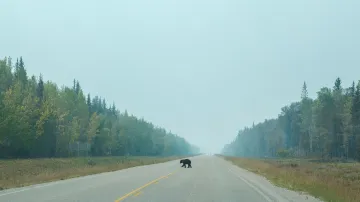 Medvěd na silnici nedaleko požáru u obce Enterprise na severu Kanady