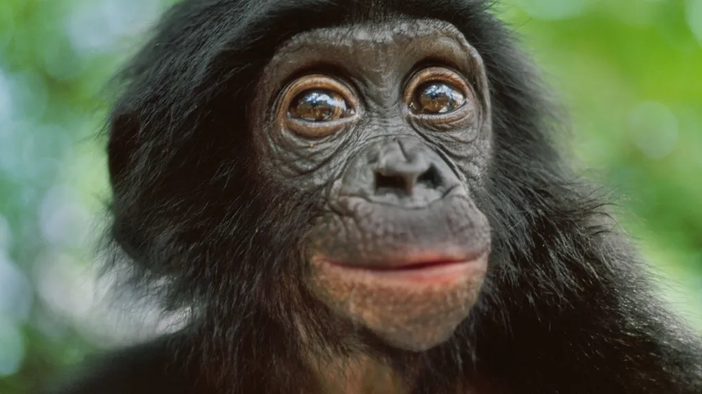 Šimpanz bonobo