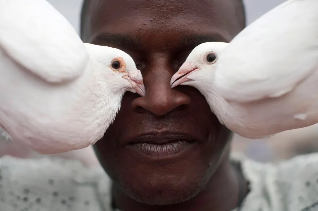Kubánci si našli zálibu v chovu holubů. Hlavním důvodem je možnost úniku před pandemií koronaviru