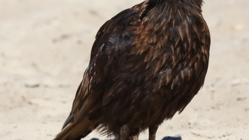 Čimango falklandský