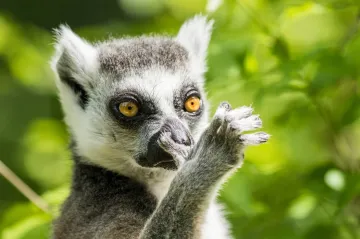 Ostravská zoo odchytila uprchlého lemura, krmil se třešněmi