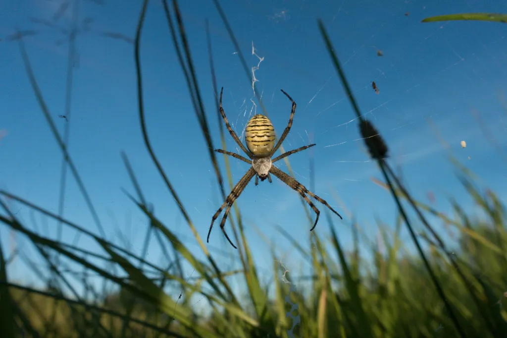 Třetí místo v kategorii Junior / starší žáci: Eva Svrčková (14 let) s fotografií Křižák pruhovaný