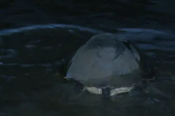 Prázdné turecké pláže obsadily želvy. Karety si vytvořily tisíce hnízd, obvykle je plaší světla hotelů