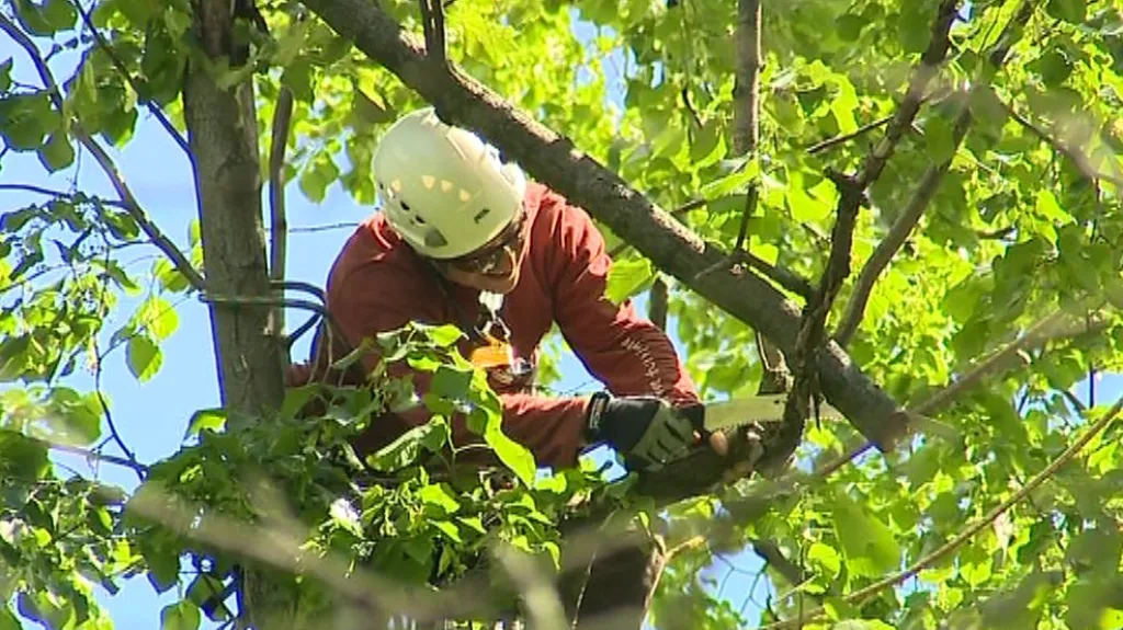 Arboristé odlehčili letité lípě od starých větví