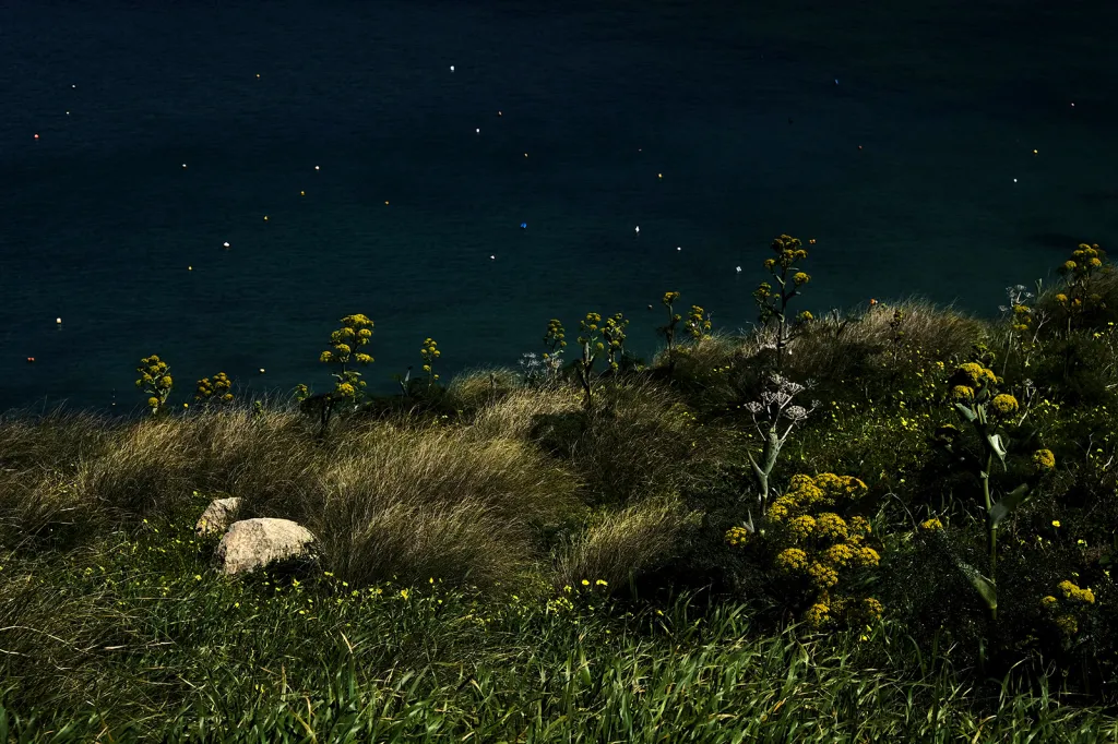 Obří rostliny fenyklu na svahu zálivu Gnejna, u vesnice Mgarr na Maltě