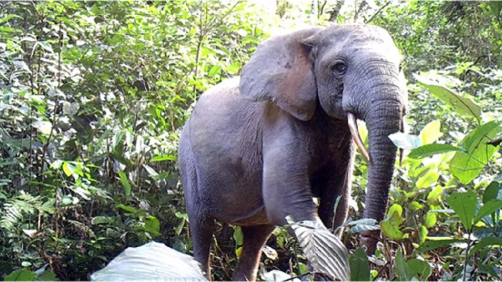 Slon pralesní