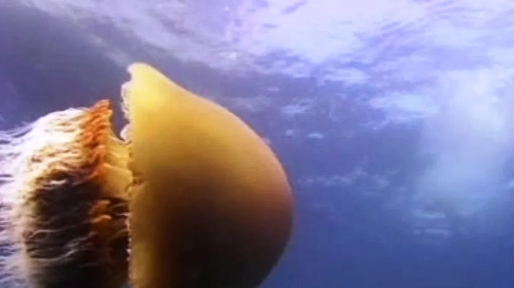 Medúza echizen kurage