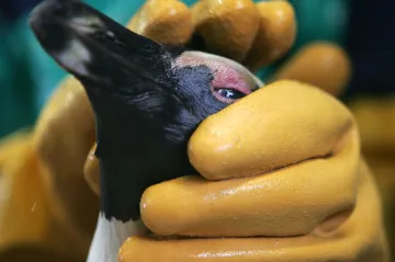 Africké kolonie tučňáků se za sotva dekádu zmenšily o 95 procent