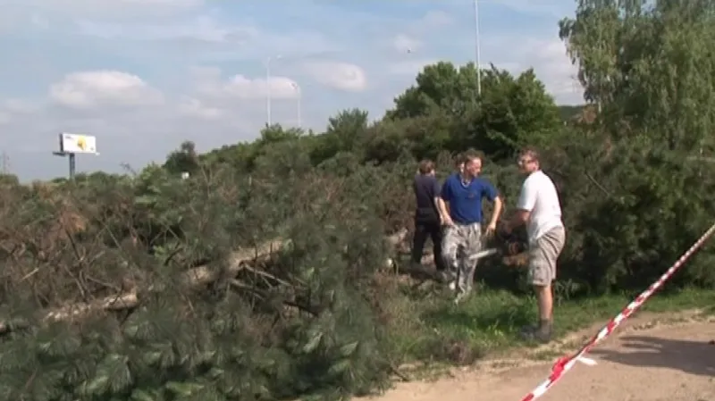Kácení borovicového háje v Horníkově ulici v Brně