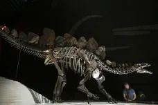 Nová studie může pomoci objasnit, kdy se z dinosaurů stali teplokrevní tvorové