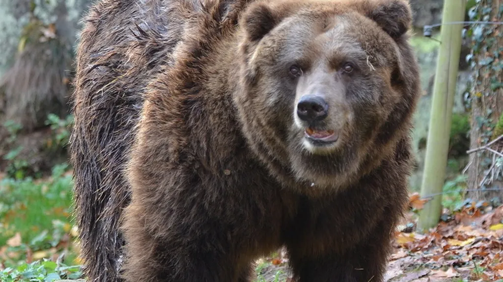 Samice medvěda hnědého grizzly Helga