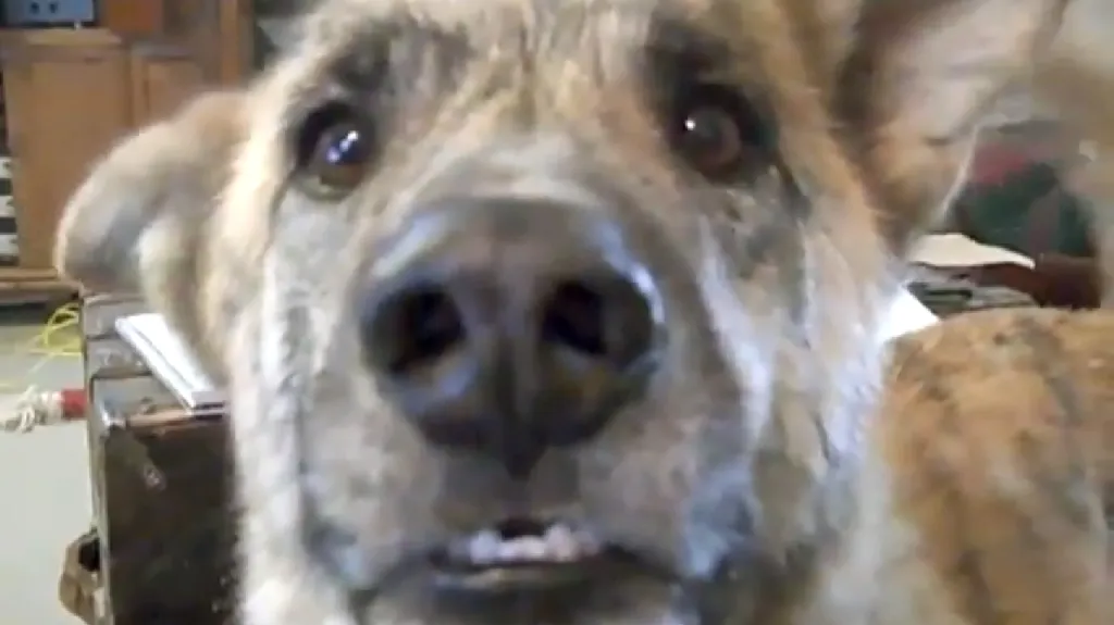 "Mluvící" pes z videa na YouTube