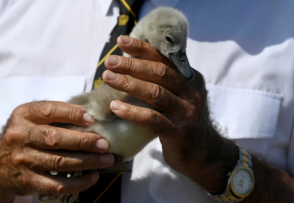 Královský kroužkovač vyrazil na Temži za každoročním sčítáním labutí
