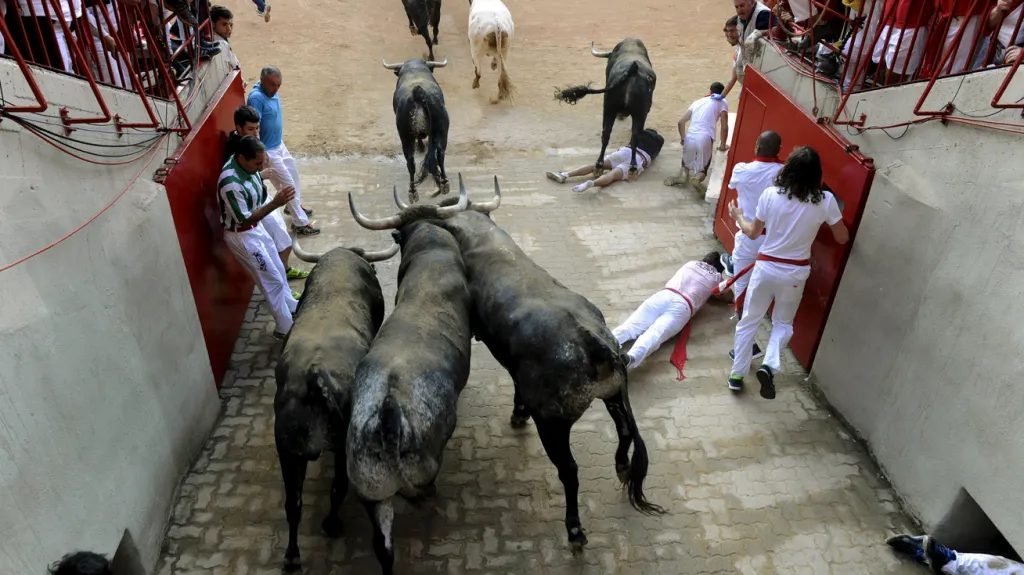 Tradiční běh s býky v Pamploně