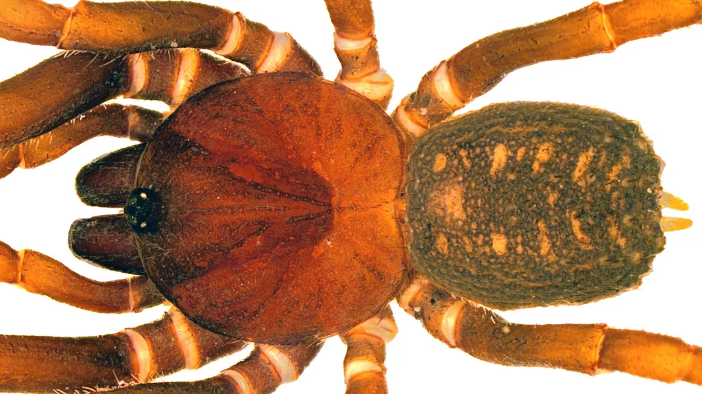 Nejvýše žijící pavouk z rodu Stormtropis