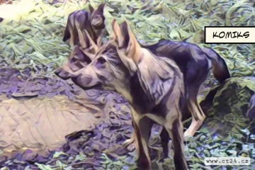 Škodná nebo prospěch ekosystému? Vlci už se šíří i do Pošumaví