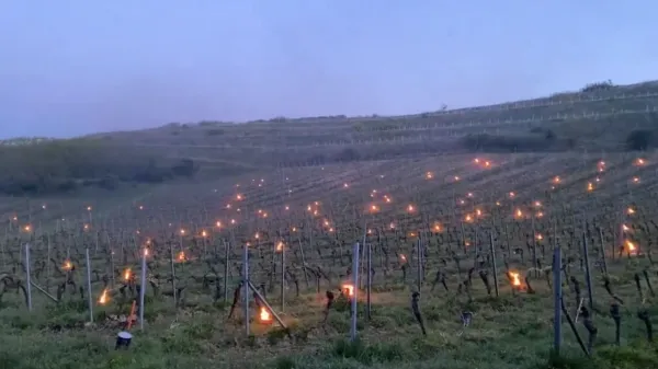 Mrazy způsobily na vinicích v Česku škody za 2,1 miliardy, tvrdí svaz. Úroda trpěla i jinde v Evropě