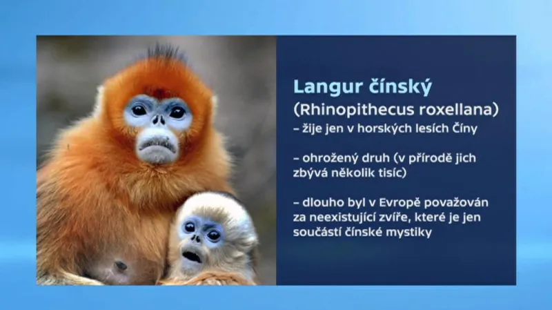 Langur