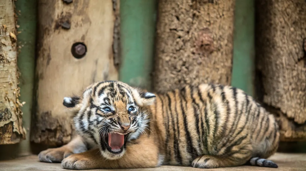 Mládě tygra malajského