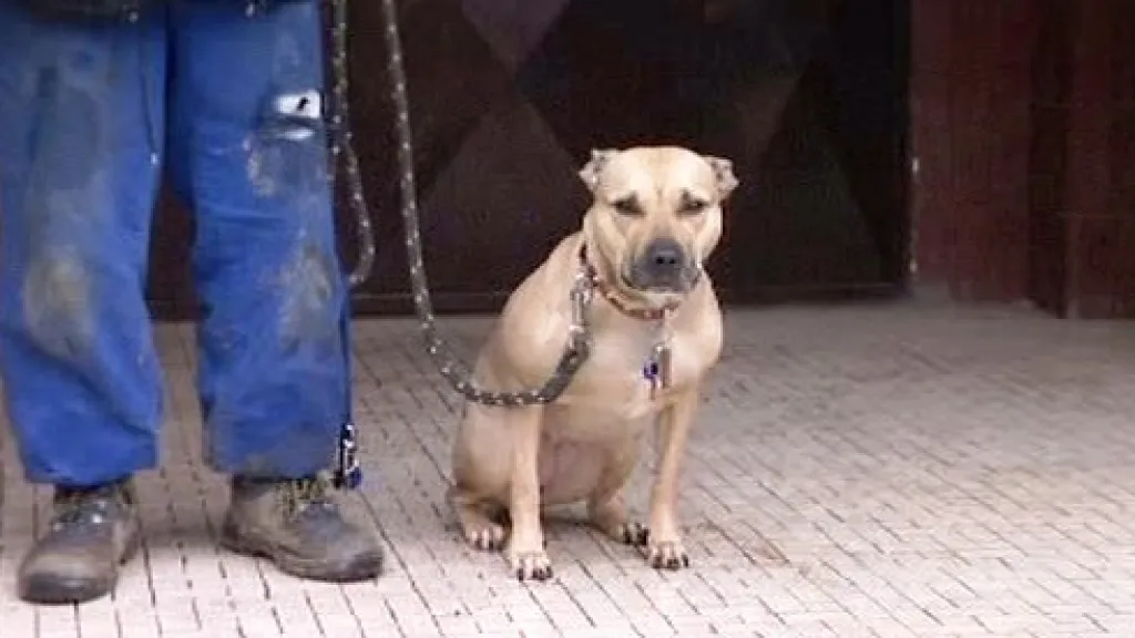 Kříženec pitbulla