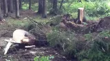 NO COMMENT: Odklízení stromů z příjezdové cesty do tábora