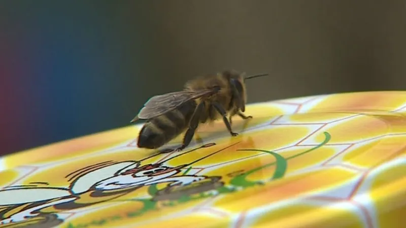 Včela z úlu Zdeňka Kališe