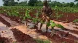 Kubánský farmář obdělává půdu