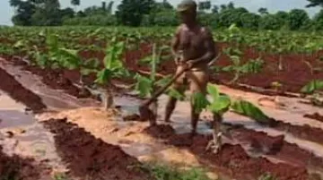 Kubánský farmář obdělává půdu