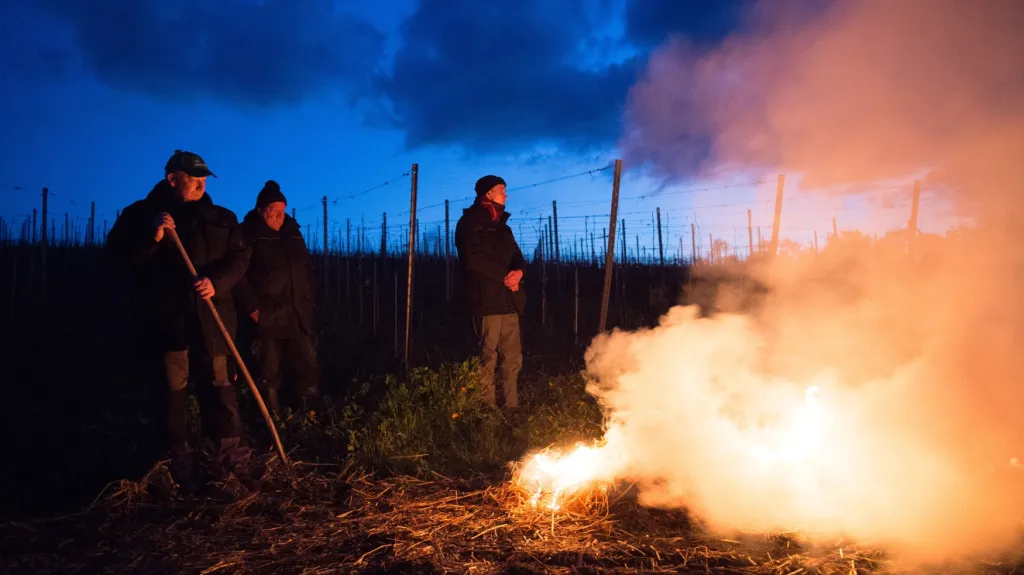 Vinaři zapalují slámu, aby ochránili vinohrad před mrazem