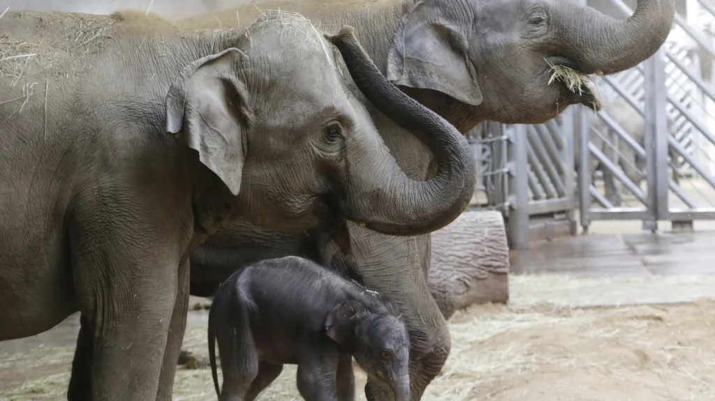 Malé slůně mezi slonicí Tamarou (vlevo) a jeho matkou Janitou