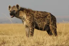 Zahaleni v kůžích hyen. Neandertálci možná zvládli ochlazování světa změnou ošacení