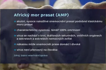 Mor má většina uhynulých divočáků. Zdroj nákazy se nenašel