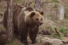 U Zlína se pohybuje nejméně jeden medvěd. Policie vyzývá k obezřetnosti