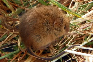 Český výzkum popsal geny zodpovědné za adaptaci na změny klimatu